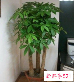 金钱树适合客厅养吗