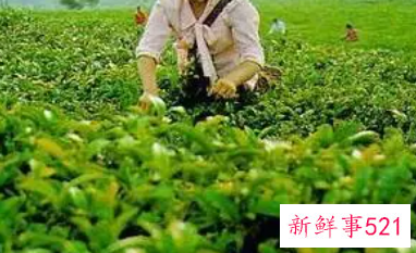 农村致富好项目