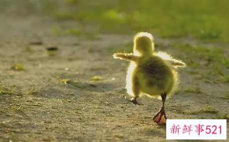 梦到鸭子的寓意