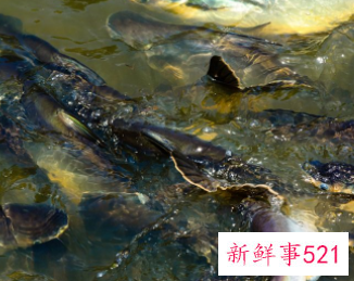 泥鳅的营养价值和功效有哪些