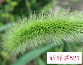 各种属相的幸运花寓意