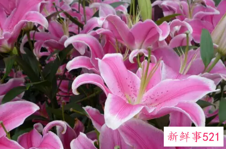 百合花的花语是什么呢