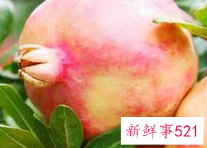 吃石榴要不要吐籽呢