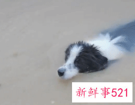 河南暴雨受灾流浪动物救援渠道