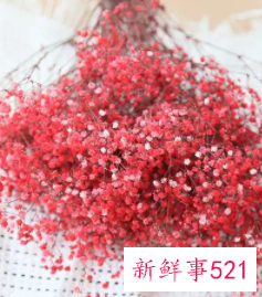 客厅放满天星干花好吗