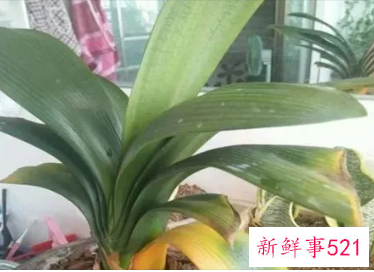 君子兰怎么处理