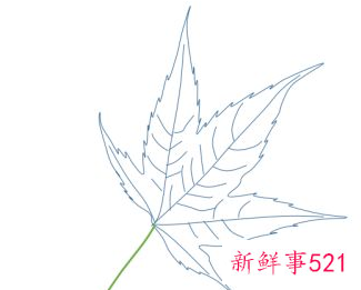 枫叶怎么画步骤