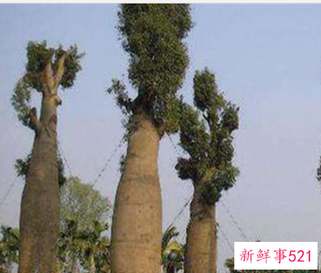 世界上最储存水的树