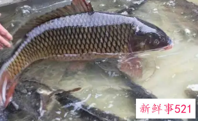 野生鲤鱼的营养价值