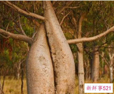 世界上最储存水的树