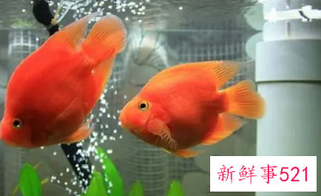 客厅养什么鱼风水好