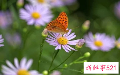 挽回前夫最好的办法