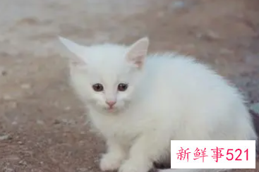 梦见一只生病的白猫