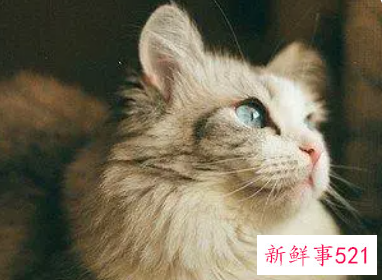 已婚女人梦到猫缠着自己赶不走