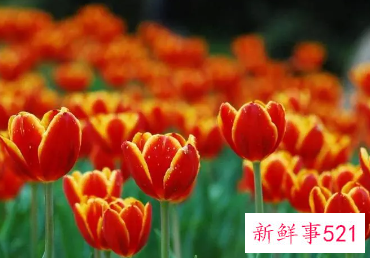 一生最吉利旺财的微信名女