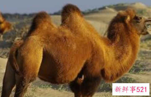 驼奶的功效以及作用