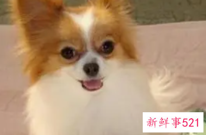 蝴蝶犬多少钱一只