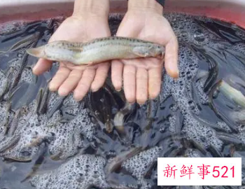 泥鳅的营养价值和功效有哪些