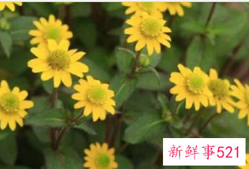 各种属相的幸运花寓意