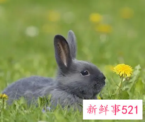 属兔人的弱点是什么