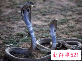 梦见蛇咬自己很害怕