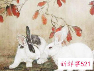 属蛇和哪些属相有缘分