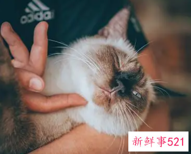 已婚女人梦到猫缠着自己赶不走