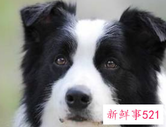 边牧如何识别纯种