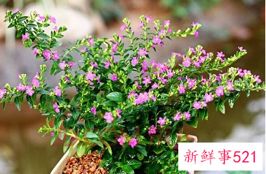 情人节给对象写的贺卡