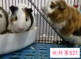 在寝室养什么宠物比较好