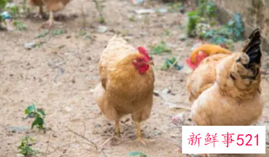 鸡啄自己是什么意思