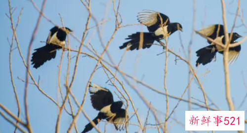 梦见天上喜鹊成群
