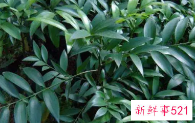 竹柏的养殖方法和注意事项