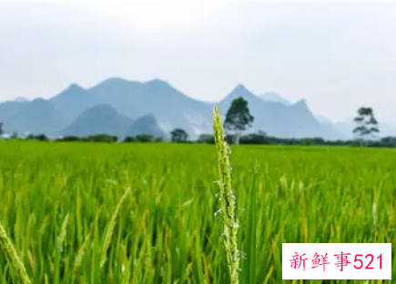 梦见郊外是什么意思