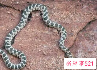 梦见吃蛇有什么征兆