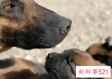 刚满月的小狗能养活吗