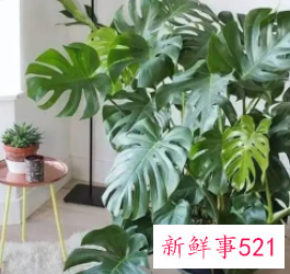 科学养好龟背竹栽培要点