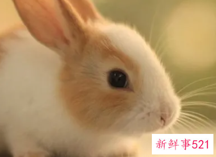 兔子和什么属相最配对