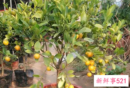 金桔不结果怎么办