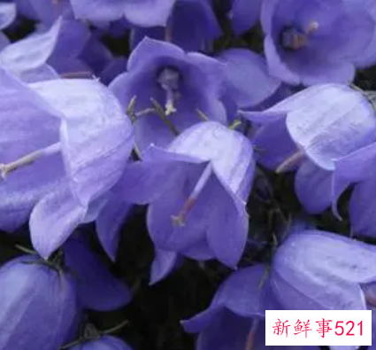 桔梗花的传说及花语