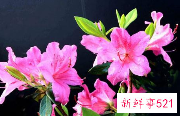 如何正确的给杜鹃花浇水