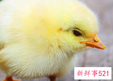 属鸡男几月出生最富贵