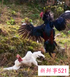 鸡啄自己是什么意思