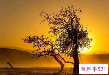 十二星座一生的命运