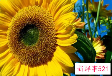 双鱼怎么追天蝎