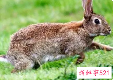 梦见兔子的周公解梦