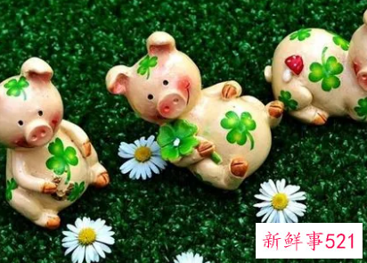 71年属猪51到52岁好运气