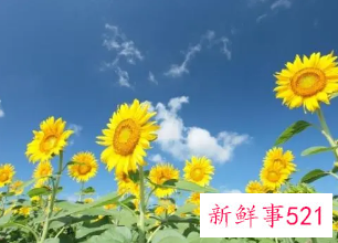 面试三大技巧及注意事项