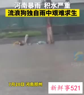 河南暴雨受灾流浪动物救援渠道