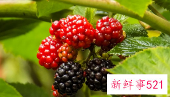 女性每天喝桑葚干泡水害处